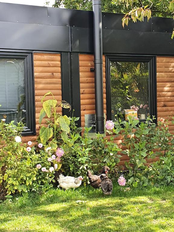 Houten Huisje Tussen Paarden Nieuwerkerken Экстерьер фото