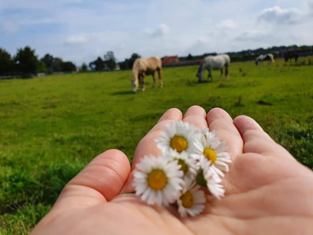 Houten Huisje Tussen Paarden Nieuwerkerken Экстерьер фото