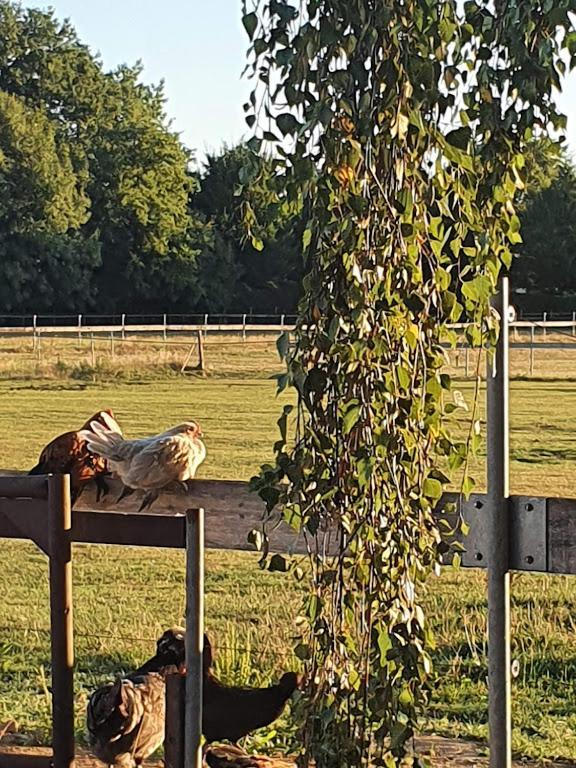 Houten Huisje Tussen Paarden Nieuwerkerken Экстерьер фото